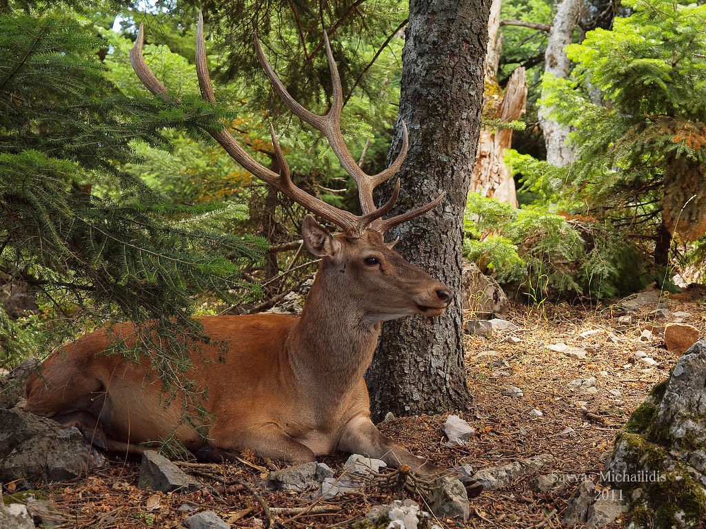 Τα πανέμορφα ΄΄κόκκινα΄΄ ελάφια της Πάρνηθας σε εντυπωσιακές φωτό και βίντεο!